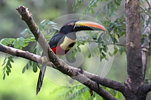 Fiery-billed Aracari Pteroglossus frantzil