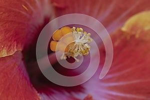 Fiery colored Hibiscus close up, Stimga, Pollen sacs and Pistil