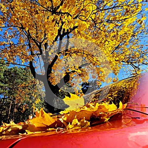 fiery colors autumn leaves sunny day parking red car under the tree