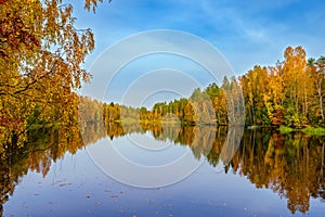 The fiery colours of autumn foliage on trees are reflected in the calm water of the forest lake at sunny day