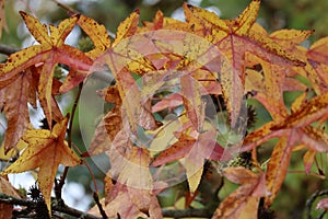 fiery Foliage of the American sweetgum