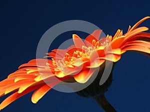 A fiery Gerber (or Gerbera) photo