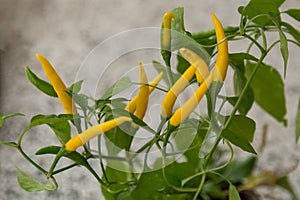 A Fiery Harvest: Small Yellow Hot Peppers in the Autumn Garden