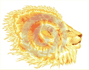 Fiery mane of lion