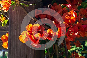 Fiery orange flowers of bougainvillea buttiana in the rays of the dawn sun