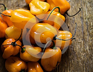 Fiery orange habanero chiles photo