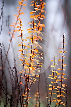 Fiery orange oval leaves on a decorative bush on a blurry background