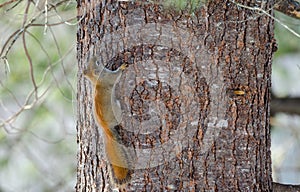 Fiery orange Springtime Red squirrel, full length on a tree. Quick little woodland creature running up and down trees in a woods.