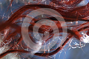 Red curly curls close-up.