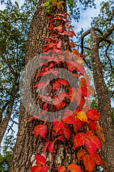 Fiery Red Fall Leaves on Vine in Tree.