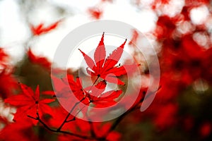 The Fiery red maple leaf in Yuelu mountain in Changsha city