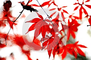 The Fiery red maple leaf in Yuelu mountain in Changsha city