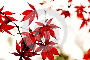 The Fiery red maple leaf in Yuelu mountain in Changsha city