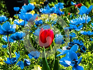 A fiery red tulip among the blue flowers has a sturdy flower stem sticking out of the leaves