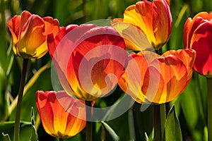 Fiery red and yellow spring blooming tulips.