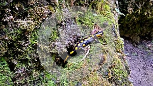 Fiery salamander in a natural environment, on stones with green moss. Black with yellow spots amphibious animal n