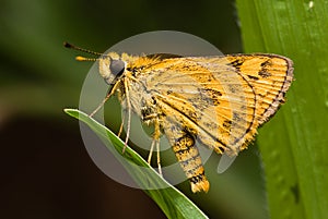 Fiery Skipper