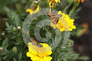 Fiery skipper butterflies