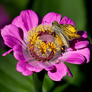 Fiery Skipper Butterfly Feedin on Flower in Garden
