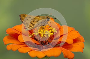 Fiery Skipper Butterfly Hylephila phyleus on Orange Zinnia Blossom