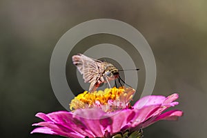 Fiery Skipper Butterfly Hylephila phyleus on Zinnia Blossom