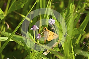 Fiery Skipper Butterfly  709045