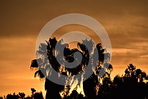 Fiery sky with palm trees silhouettes at sunset