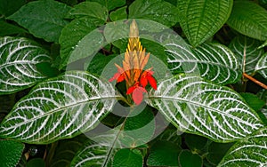 Fiery Spike Aphelandra aurantiaca, Acanthaceae. Occurrence in Central America