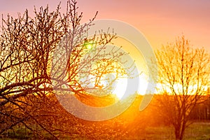 Fiery sunset against the background of spring tree branches