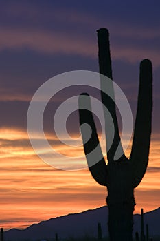 Fiery Sunset in the Sonoran Desert photo