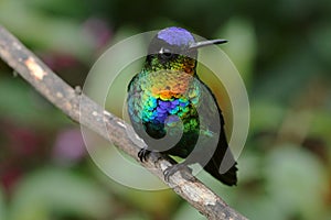 Fiery-throated Hummingbird photo