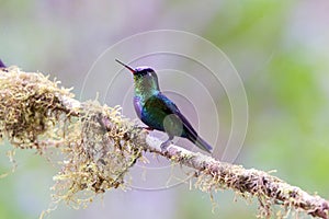 Fiery-throated Hummingbird   837158