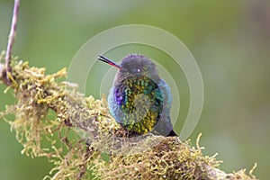 Fiery-throated Hummingbird 837254