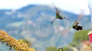 Fiery-throated hummingbird and female Talamanca hummingbird in flight