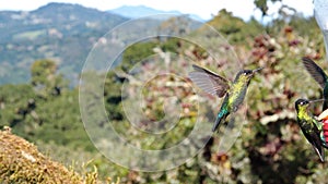 Fiery-throated hummingbird in flight