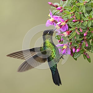 Fiery-throated Hummingbird - Panterpe insignis