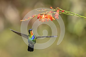 Fiery-throated Hummingbird - Panterpe insignis