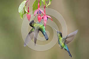 Fiery-throated Hummingbird - Panterpe insignis