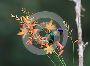 Fiery-throated Hummingbird Panterpe insignis