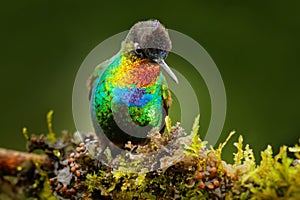 Fiery-throated Hummingbird, Panterpe insignis, colour bird sitting on larch branch. Red glossy hummingbird in dark habitat. Mounta