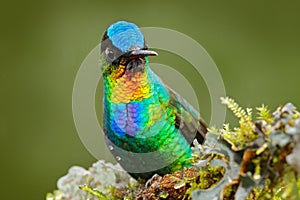 Fiery-throated Hummingbird, Panterpe insignis, colour bird sitting on larch branch. Red shiny hummingbird in dark habitat. Mountai