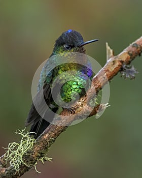 Fiery-throated hummingbird Panterpe insignis, Costa Rica