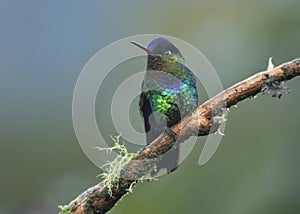 Fiery-throated hummingbird Panterpe insignis, Costa Rica