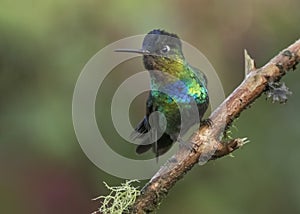 Fiery-throated hummingbird Panterpe insignis, Costa Rica