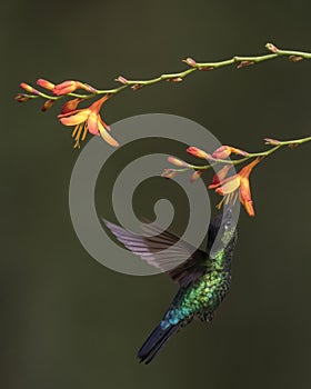 Fiery-throated hummingbird Panterpe insignis, Costa Rica