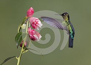 Fiery-throated hummingbird Panterpe insignis, Costa Rica