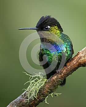 Fiery-throated hummingbird Panterpe insignis, Costa Rica