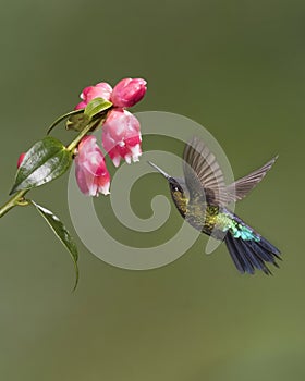 Fiery-throated hummingbird Panterpe insignis, Costa Rica