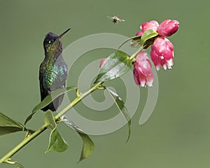 Fiery-throated hummingbird Panterpe insignis, Costa Rica