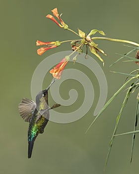 Fiery-throated hummingbird Panterpe insignis, Costa Rica